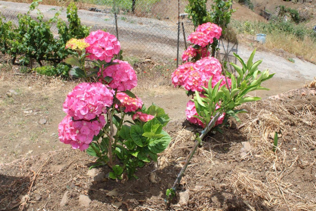 Finca El Cole Villa Las Palmas de Gran Canaria Eksteriør billede