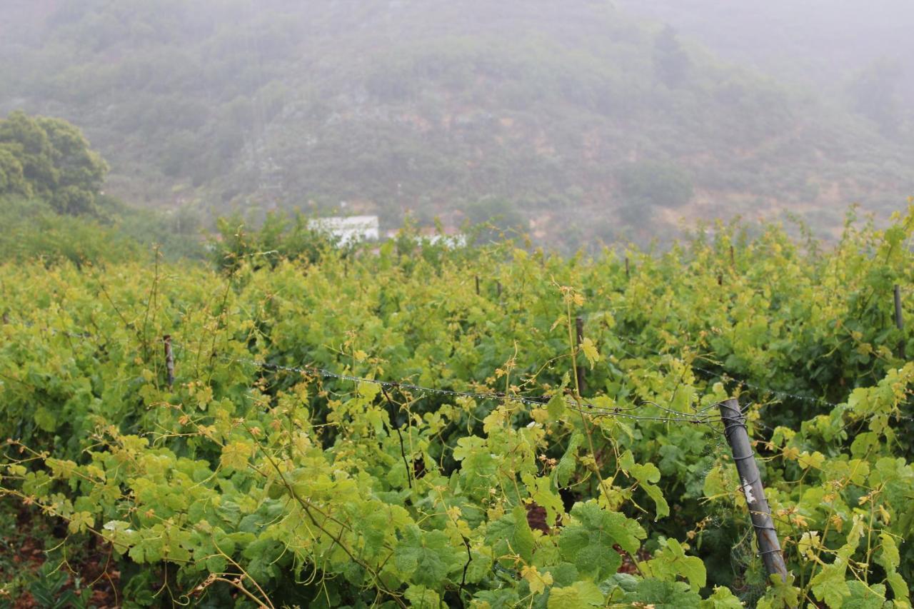 Finca El Cole Villa Las Palmas de Gran Canaria Eksteriør billede