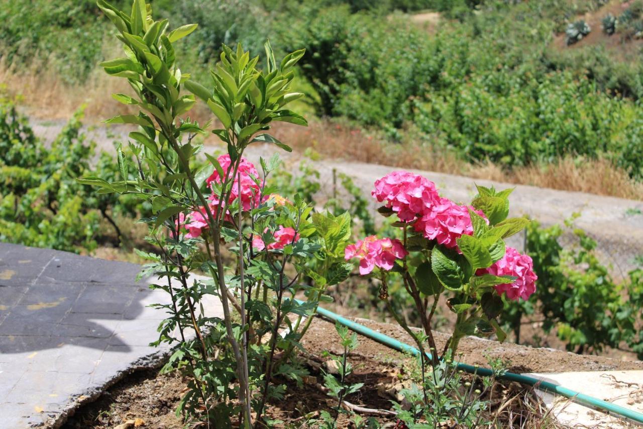 Finca El Cole Villa Las Palmas de Gran Canaria Eksteriør billede